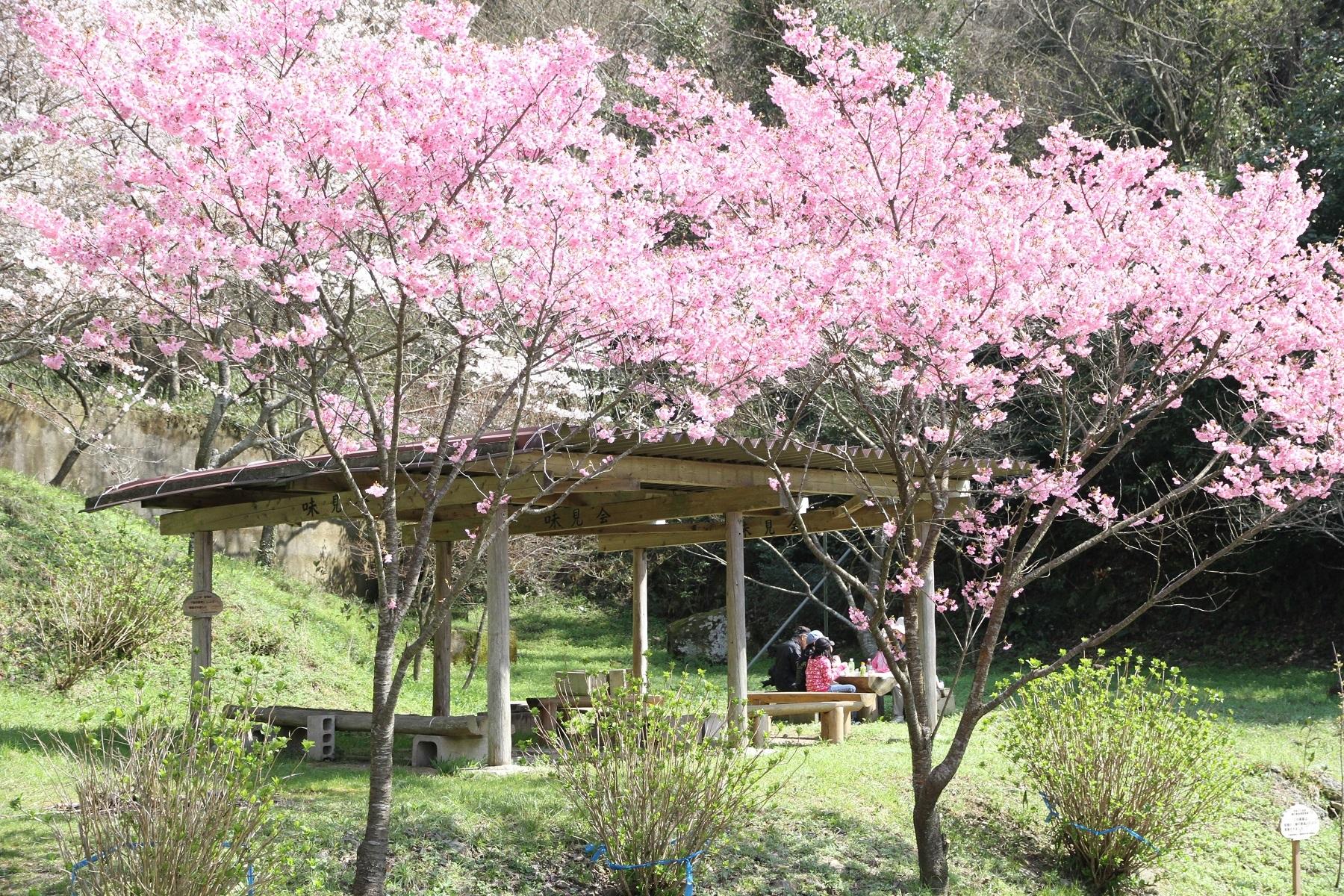 味見峠桜公園 【香春町】