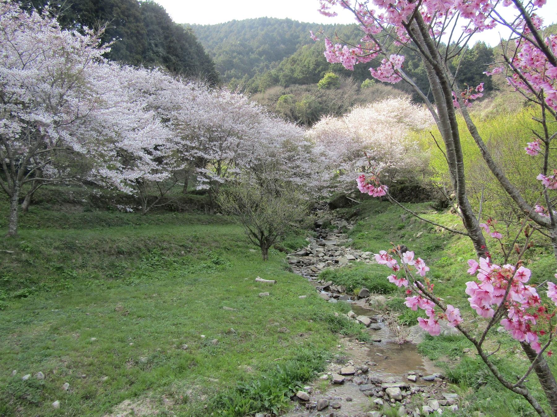 長光円陣の滝公園の桜-1