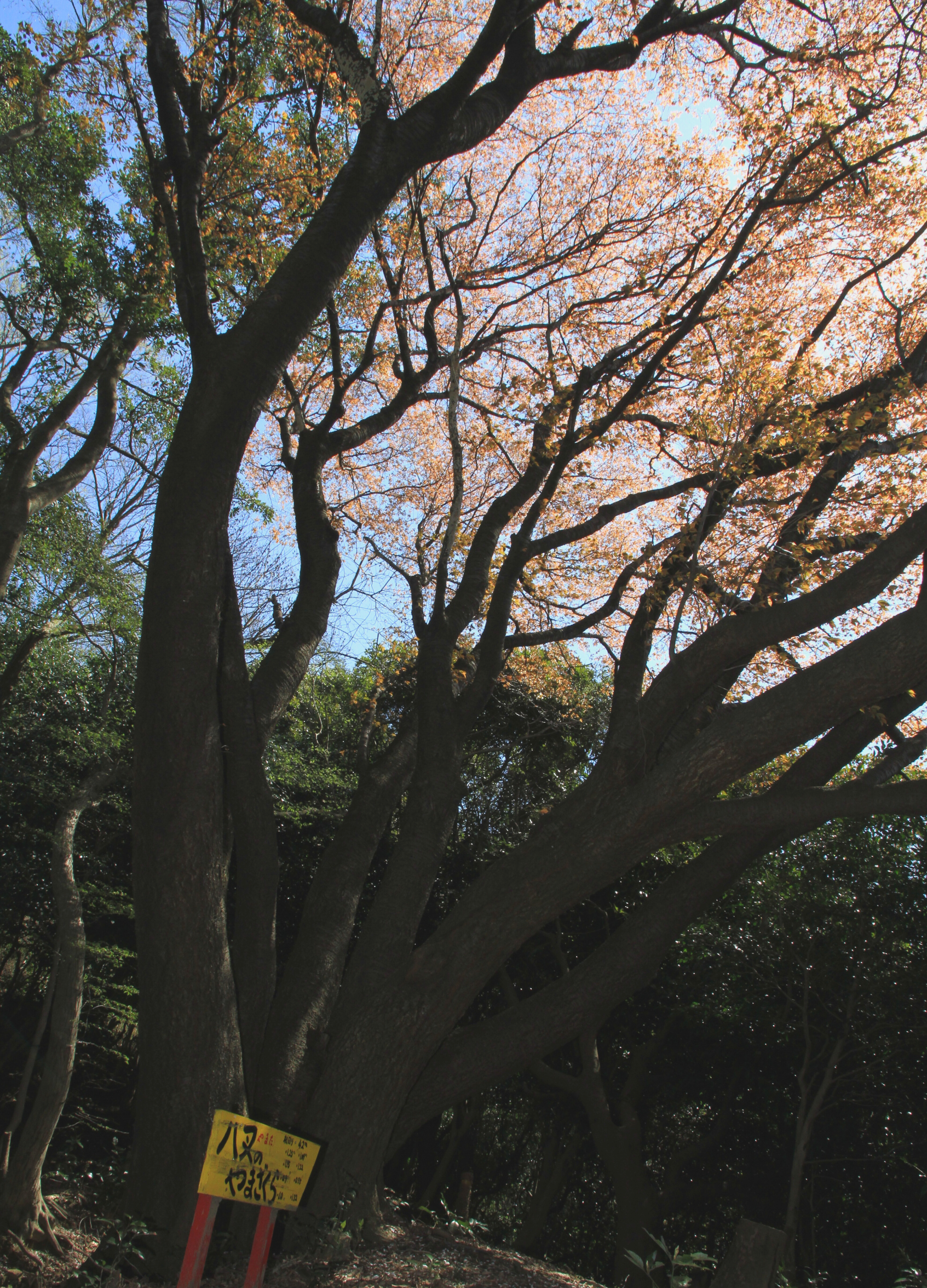 八叉の山桜-1