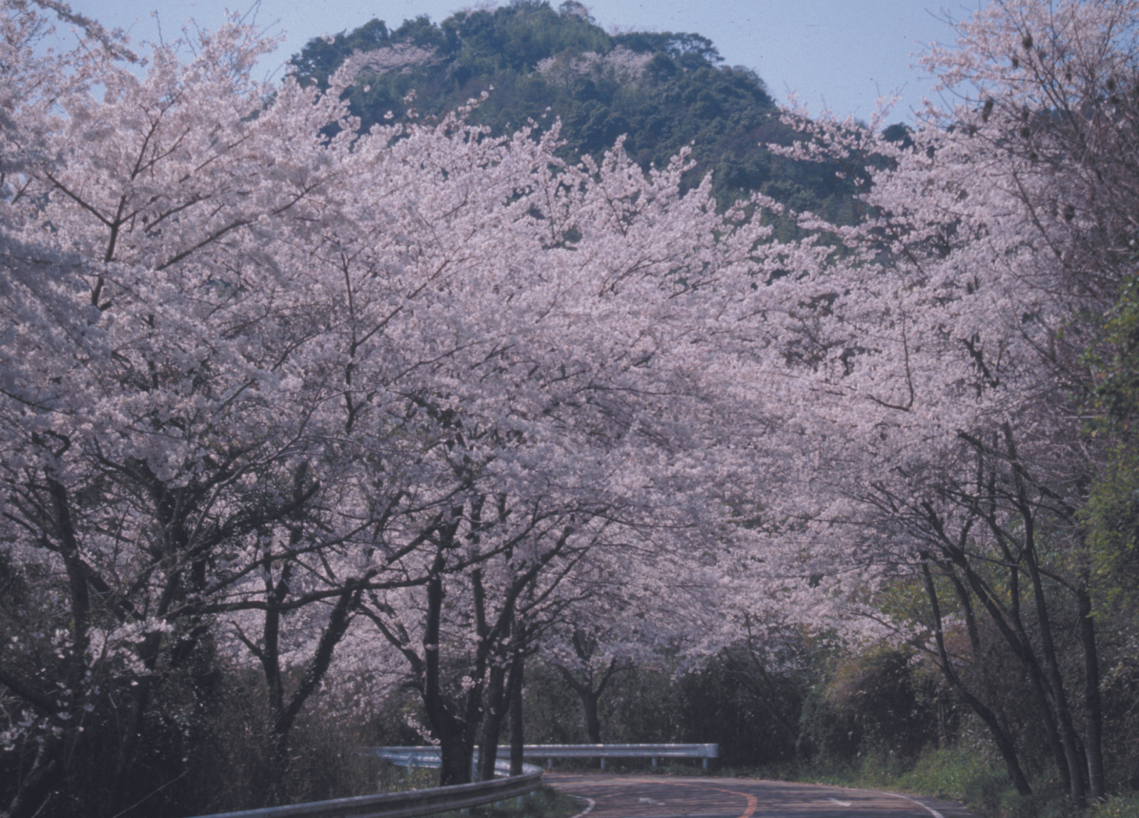 八叉の山桜-1