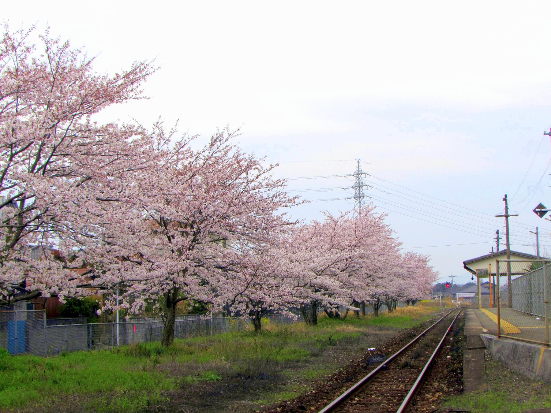 JR香春駅の桜-0