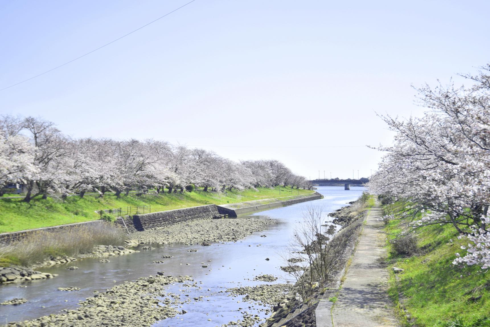 城井川・岩丸川土手の桜並木-1