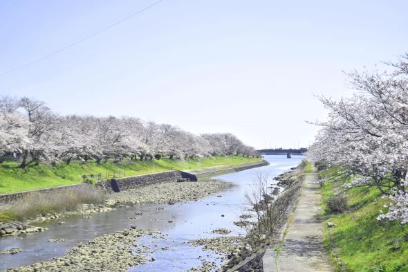 城井川・岩丸川土手の桜並木-0