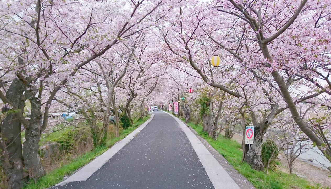 城井川・岩丸川土手の桜並木-1