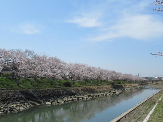 城井川・岩丸川土手の桜並木-1