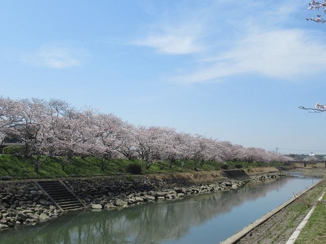 城井川・岩丸川土手の桜並木-2