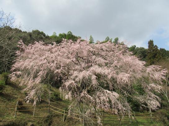 天神山の大しだれ桜-1