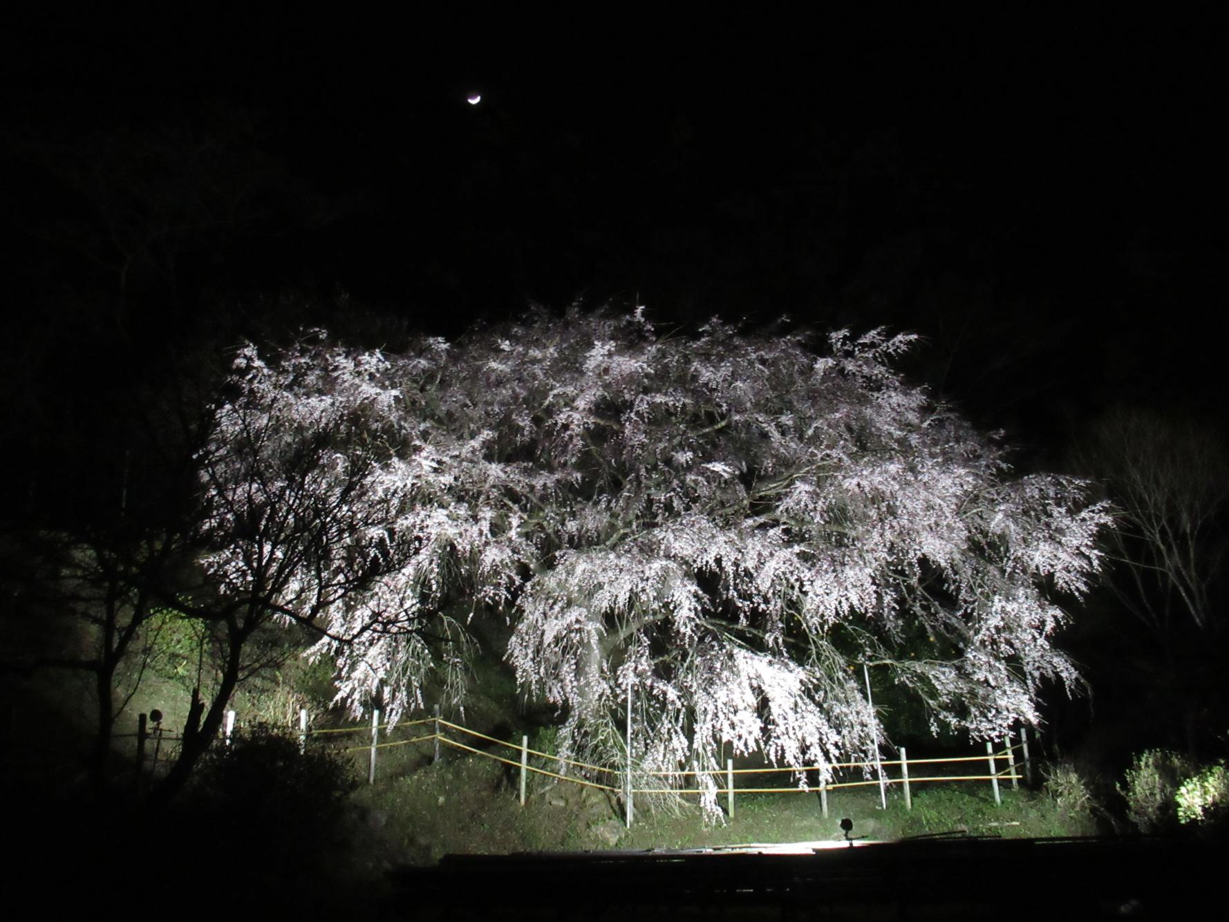 天神山の大しだれ桜-1