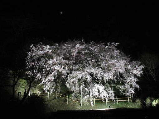 天神山の大しだれ桜-0