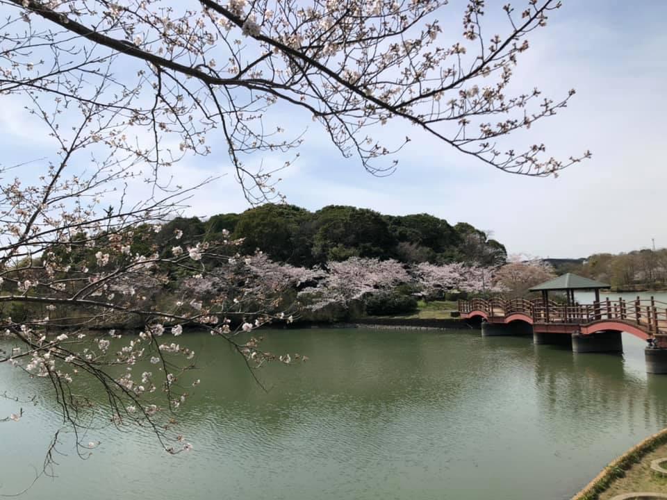 鳥羽公園の桜【飯塚市】
