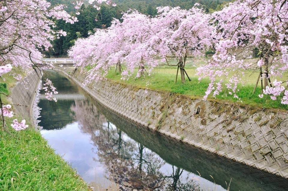 益軒桜街道-1