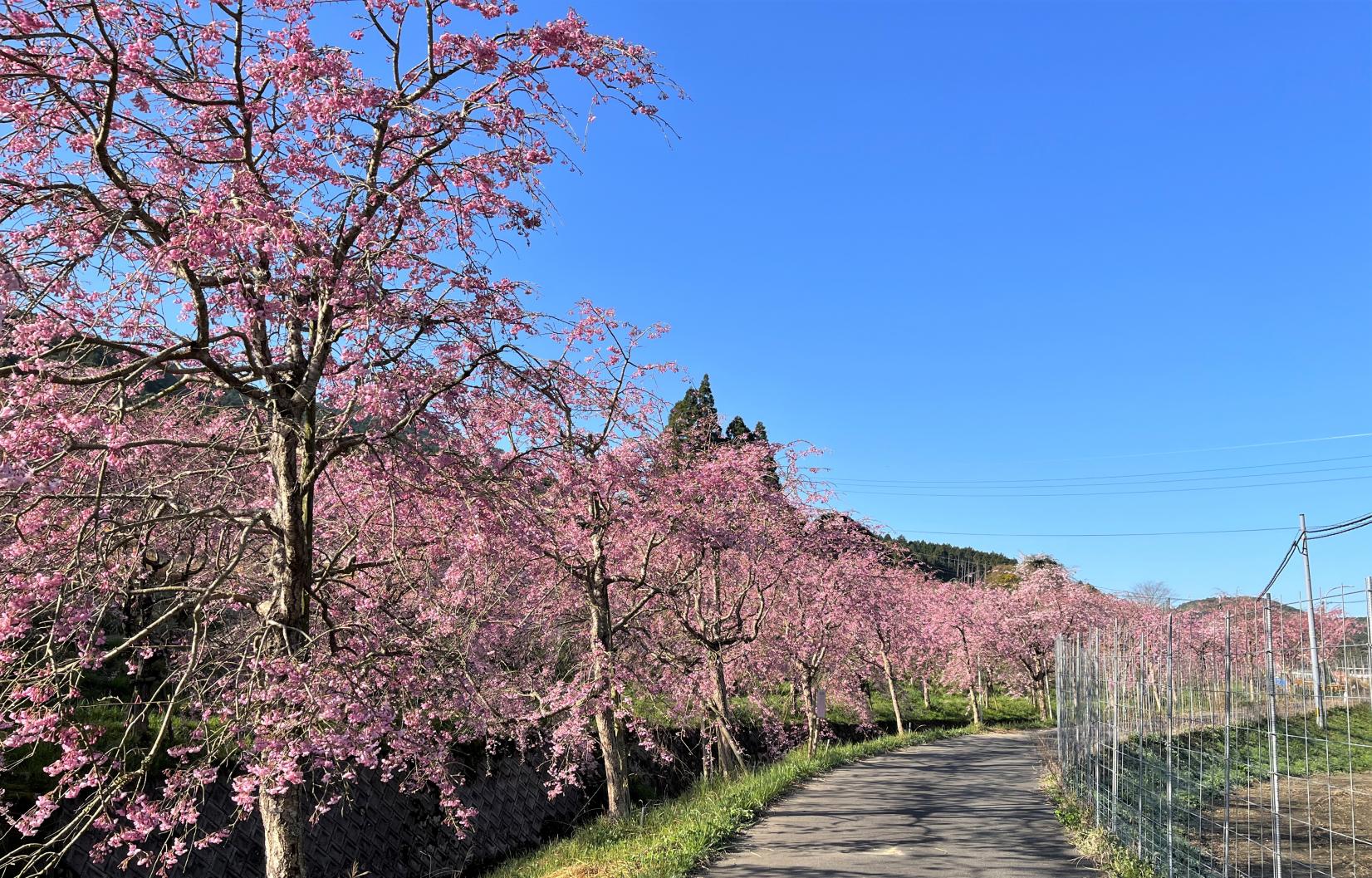 益軒桜街道