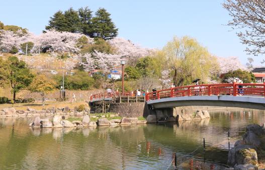 勝盛公園の桜-0