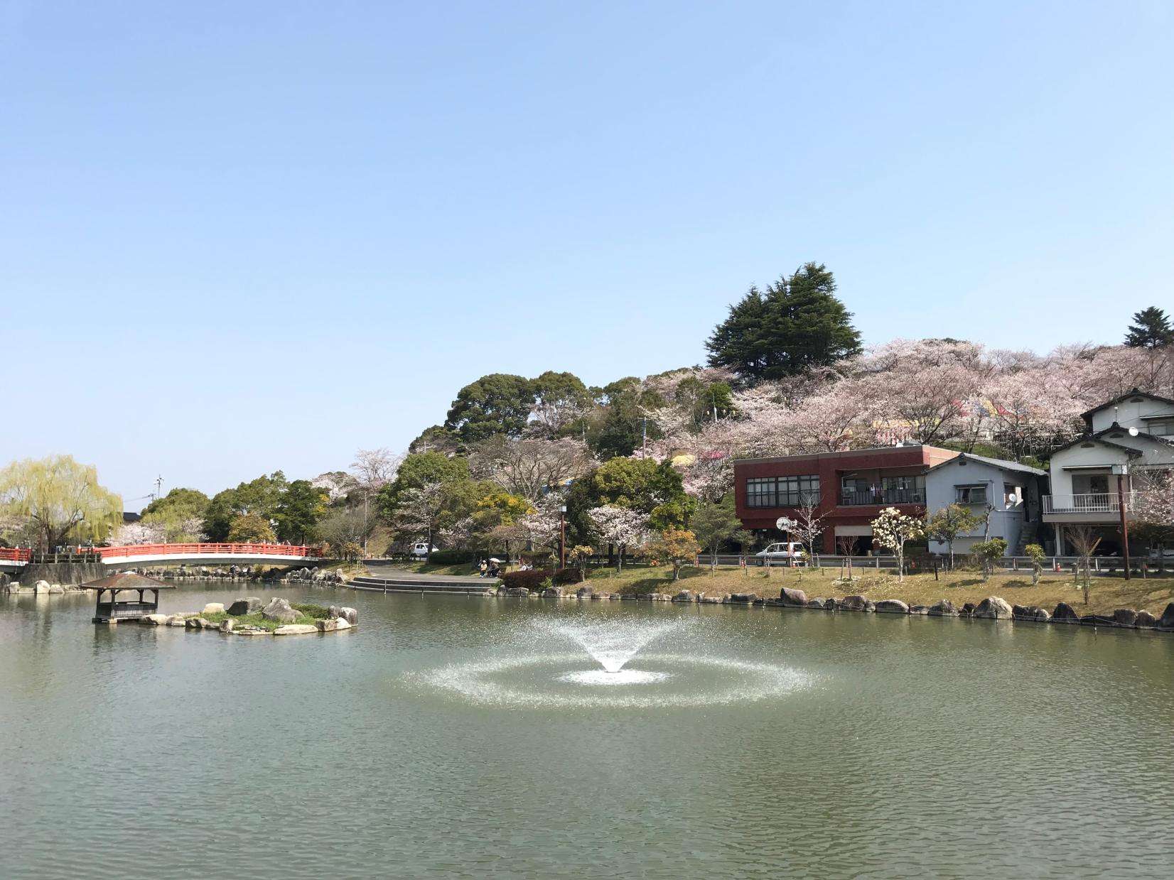 勝盛公園の桜