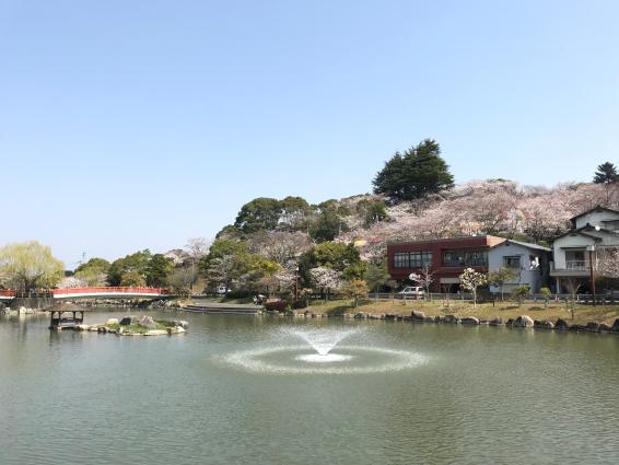 勝盛公園の桜-1