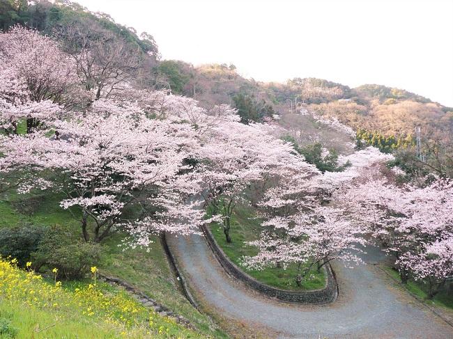 八木山展望公園の桜-0