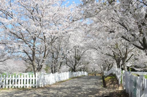 正助ふるさと村の桜-1