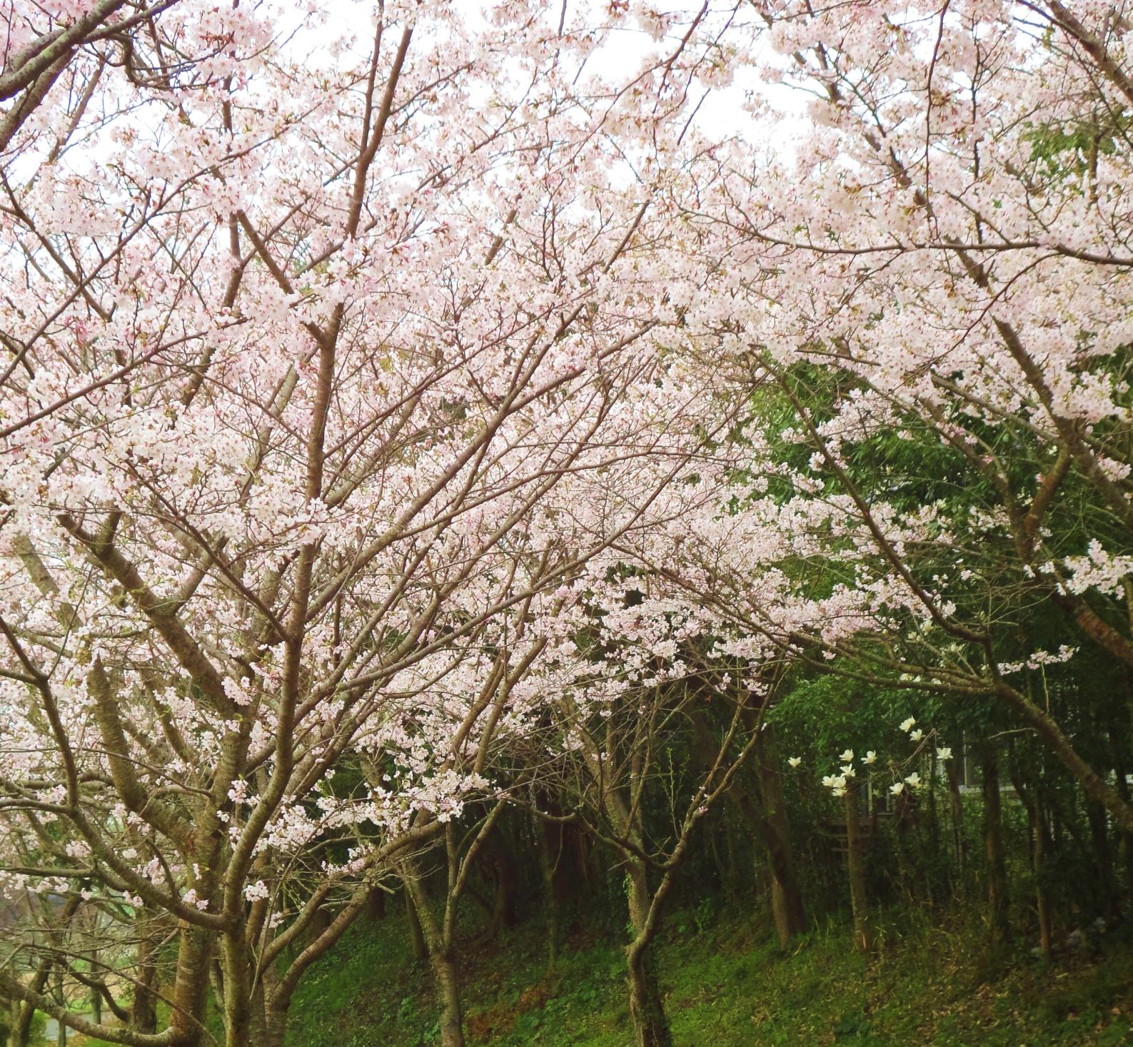 正助ふるさと村の桜