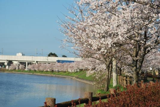 井原堤水辺公園の桜-3