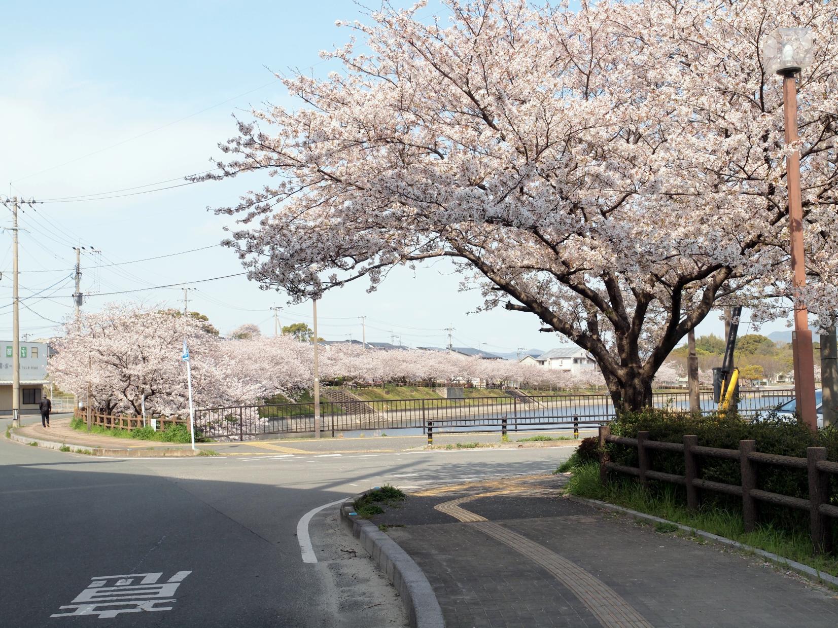井原堤水辺公園の桜-2