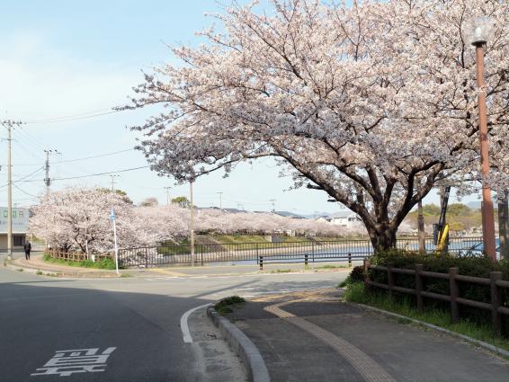 井原堤水辺公園の桜-2