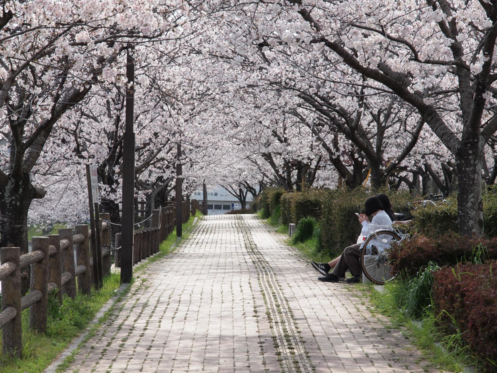 井原堤水辺公園の桜-1