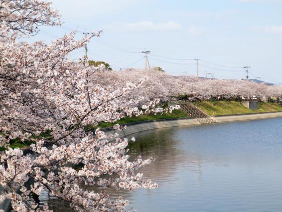 井原堤水辺公園の桜-0