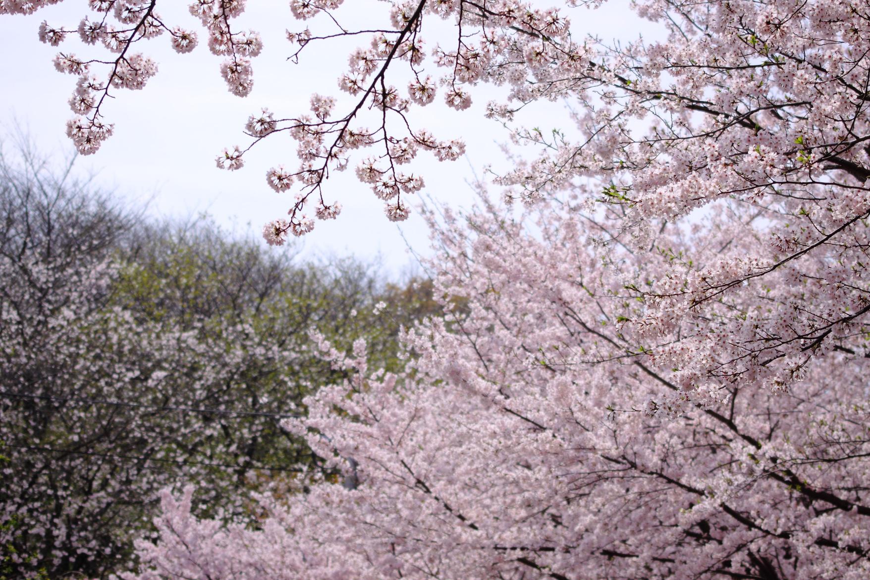 加布里公園の桜-1