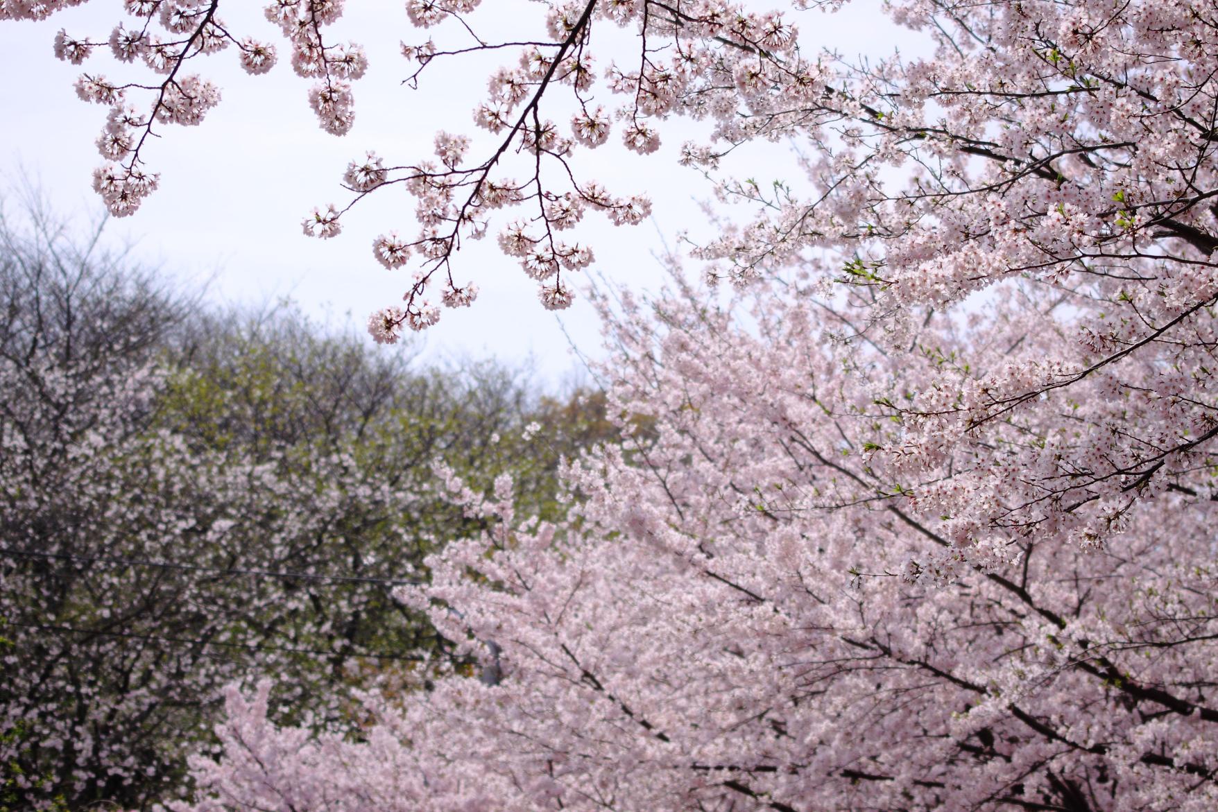 加布里公園の桜-0