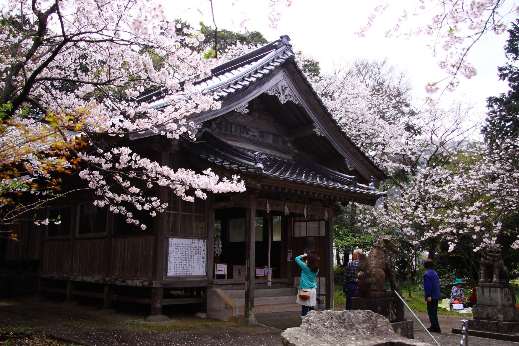 鎮懐石八幡宮の桜【糸島市】