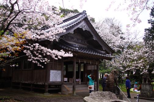鎮懐石八幡宮の桜（糸島市）-0