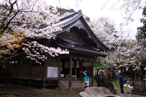 鎮懐石八幡宮の桜【糸島市】-0