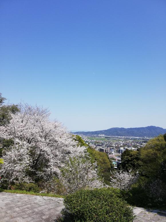 笹山公園の桜-4