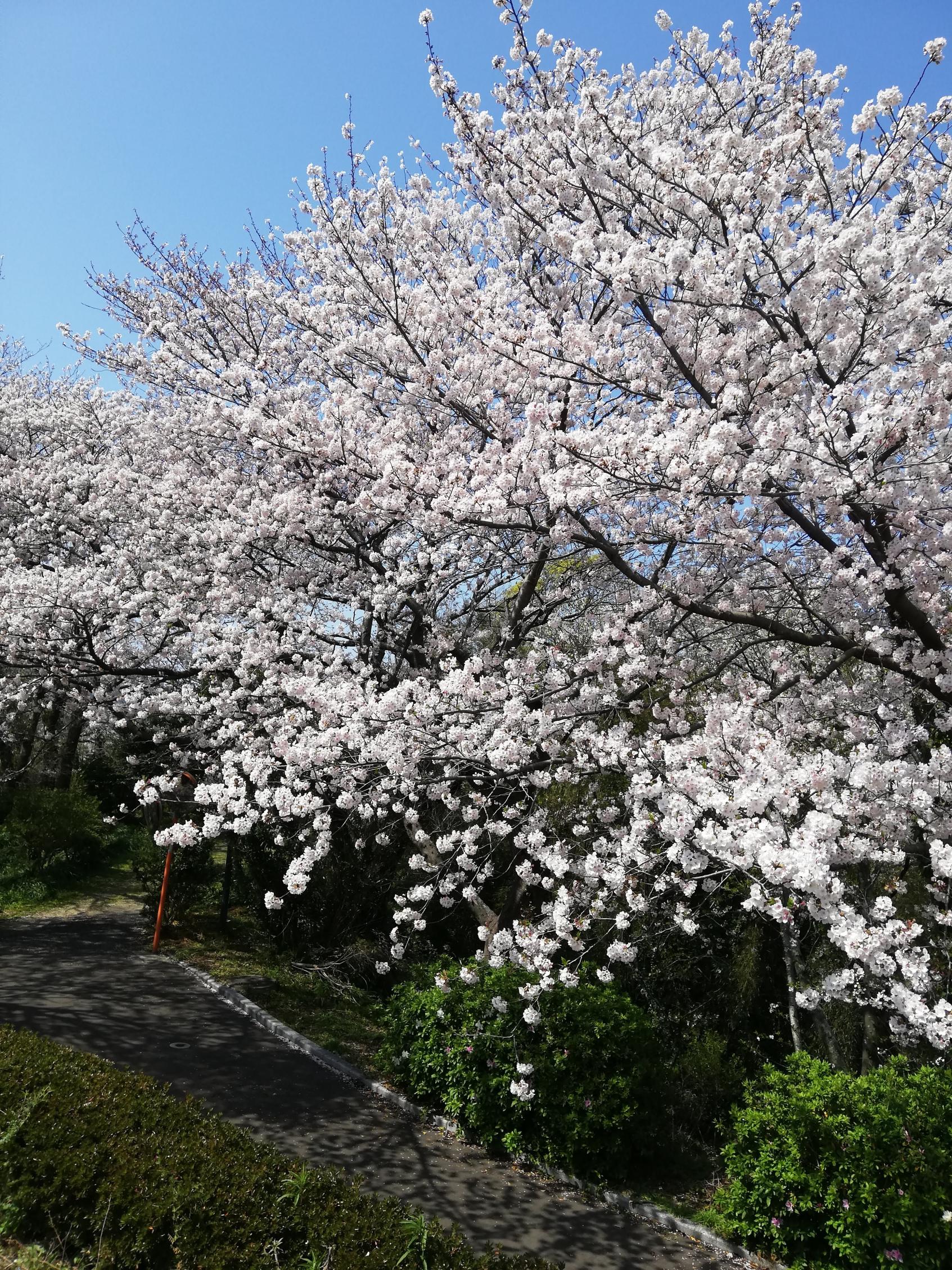 笹山公園の桜-3