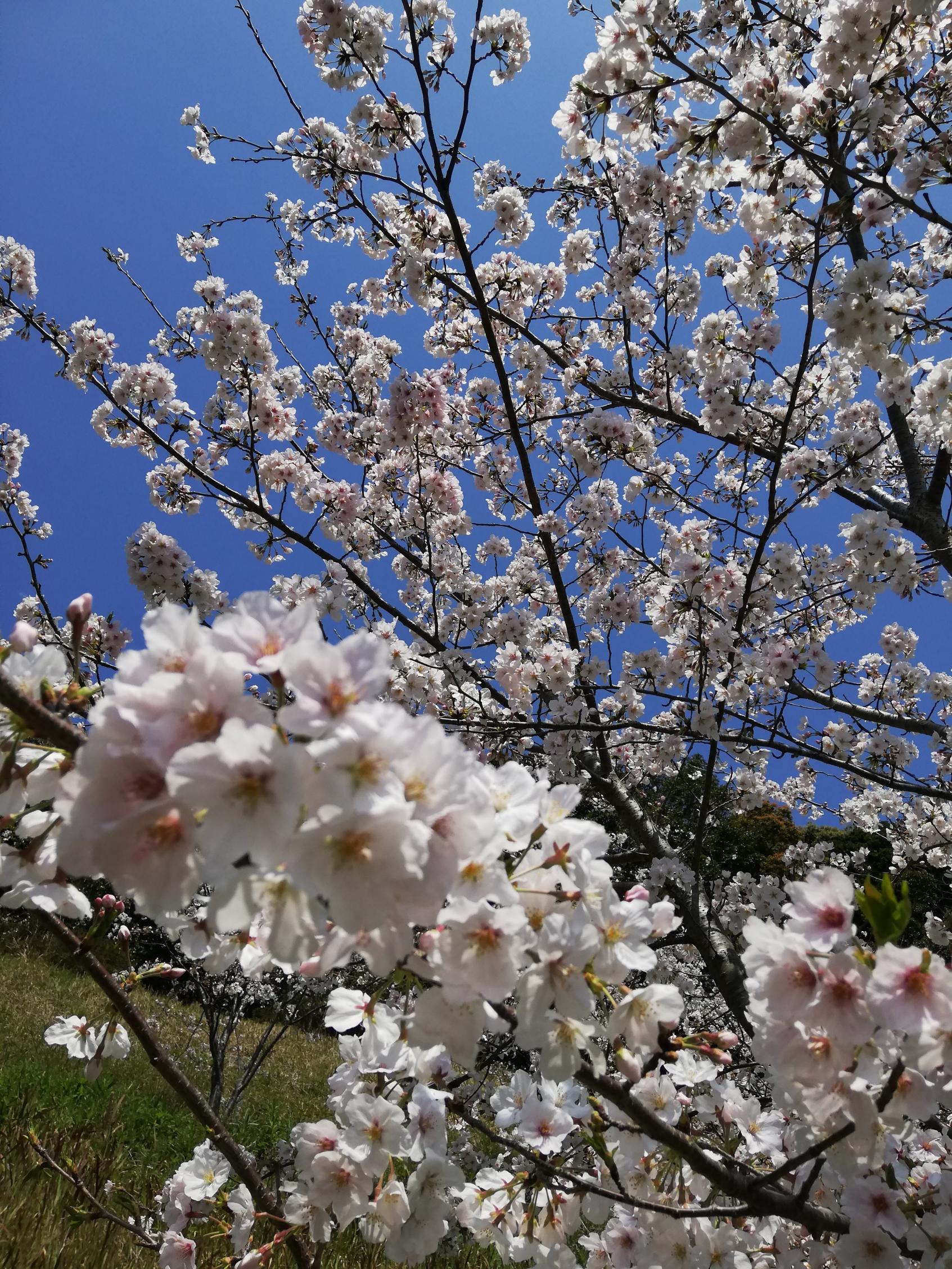 笹山公園の桜-2