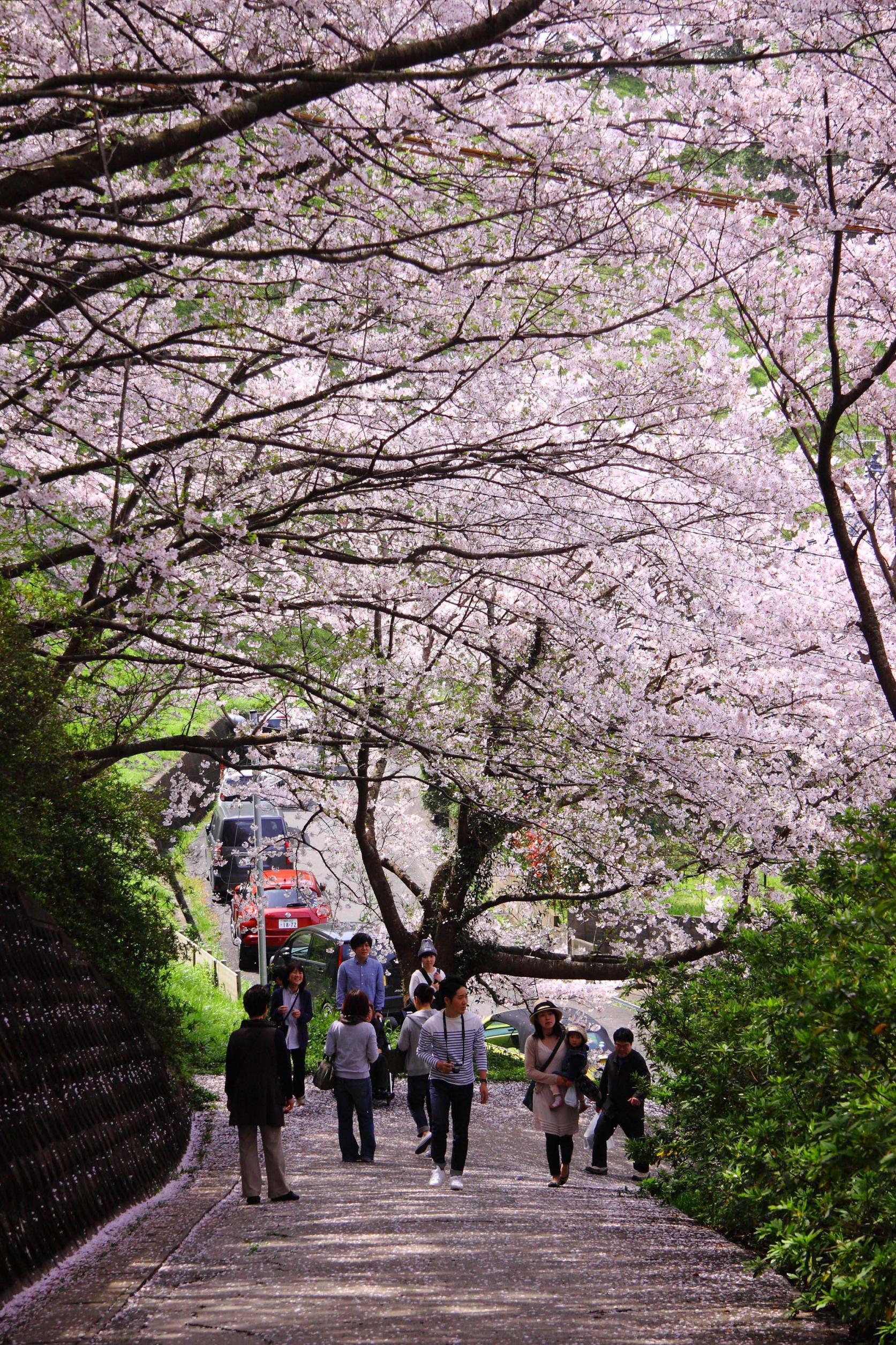 笹山公園の桜