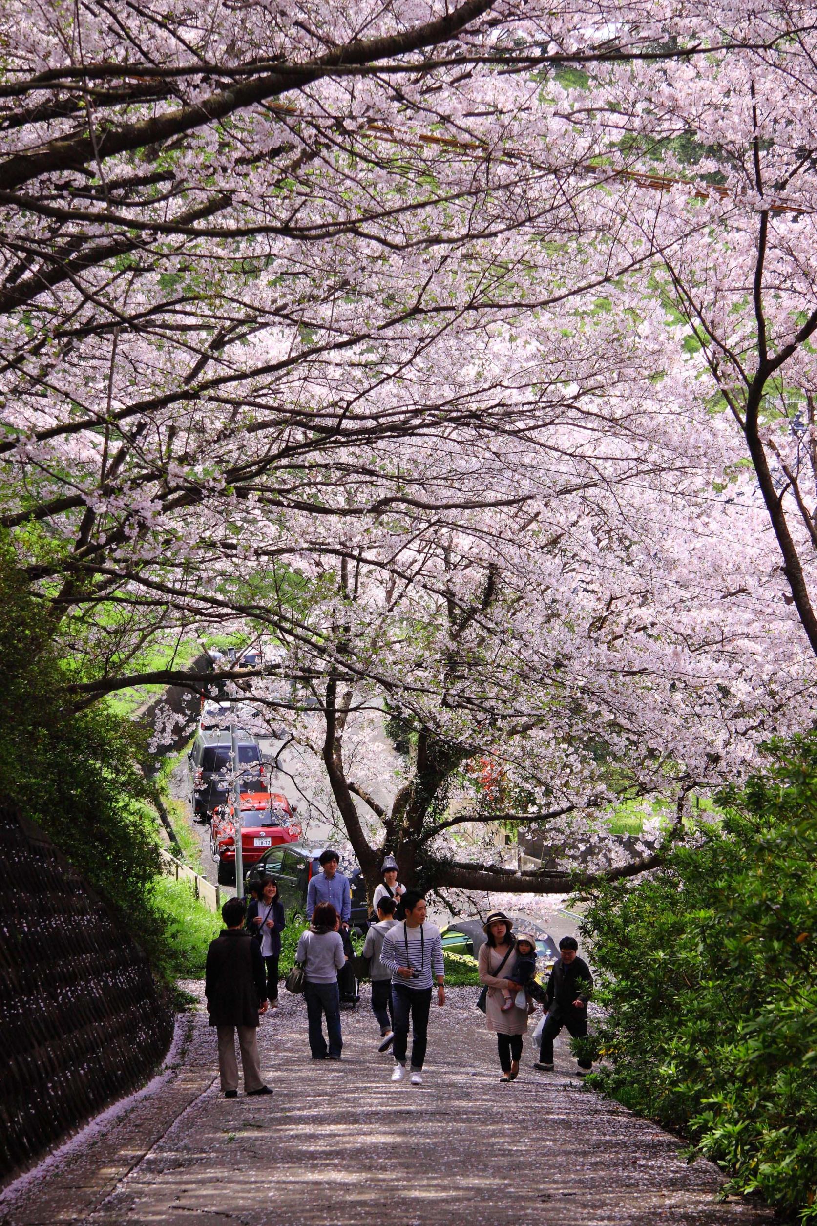 笹山公園の桜-1