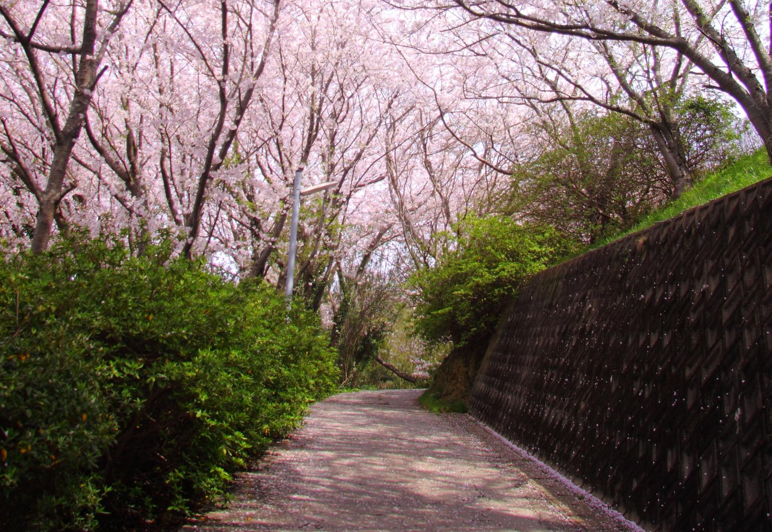 笹山公園の桜-1