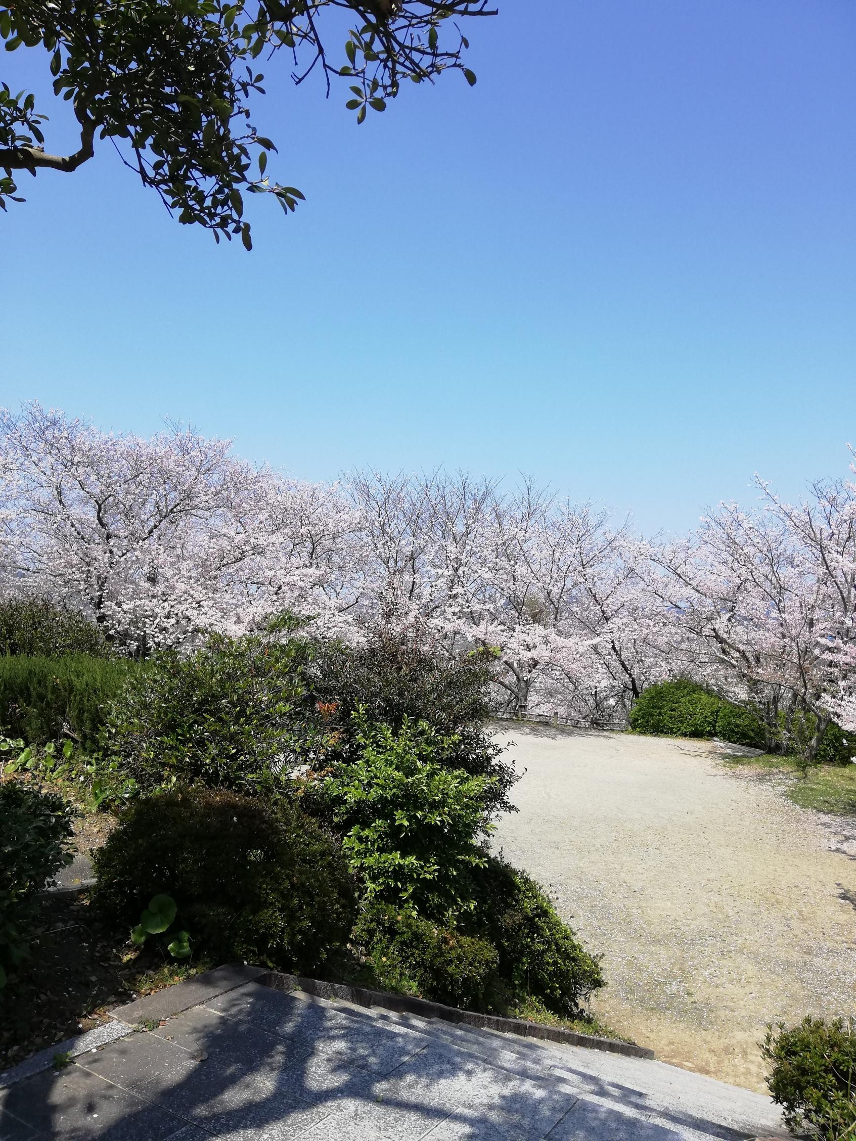 笹山公園の桜-5