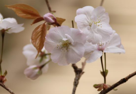 呑山観音寺の福聚桜-2