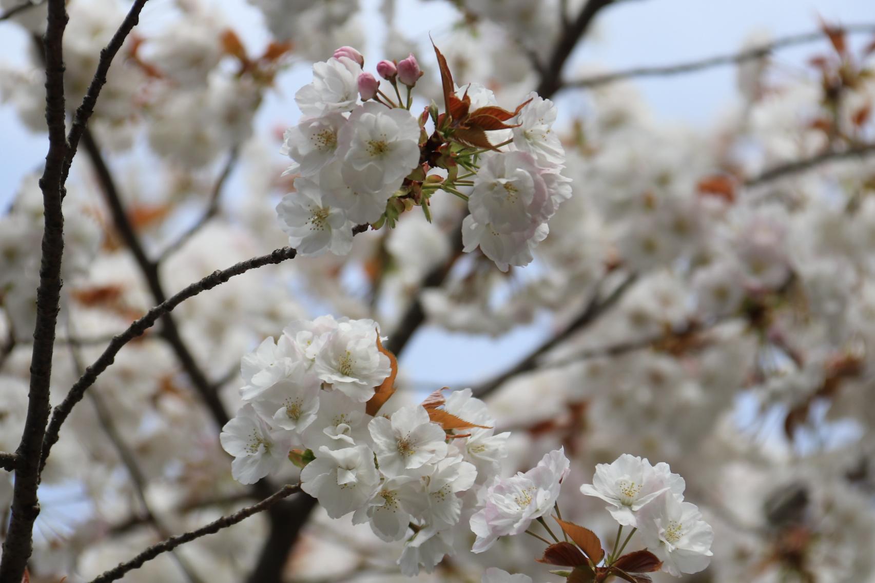 呑山観音寺の福聚桜-1