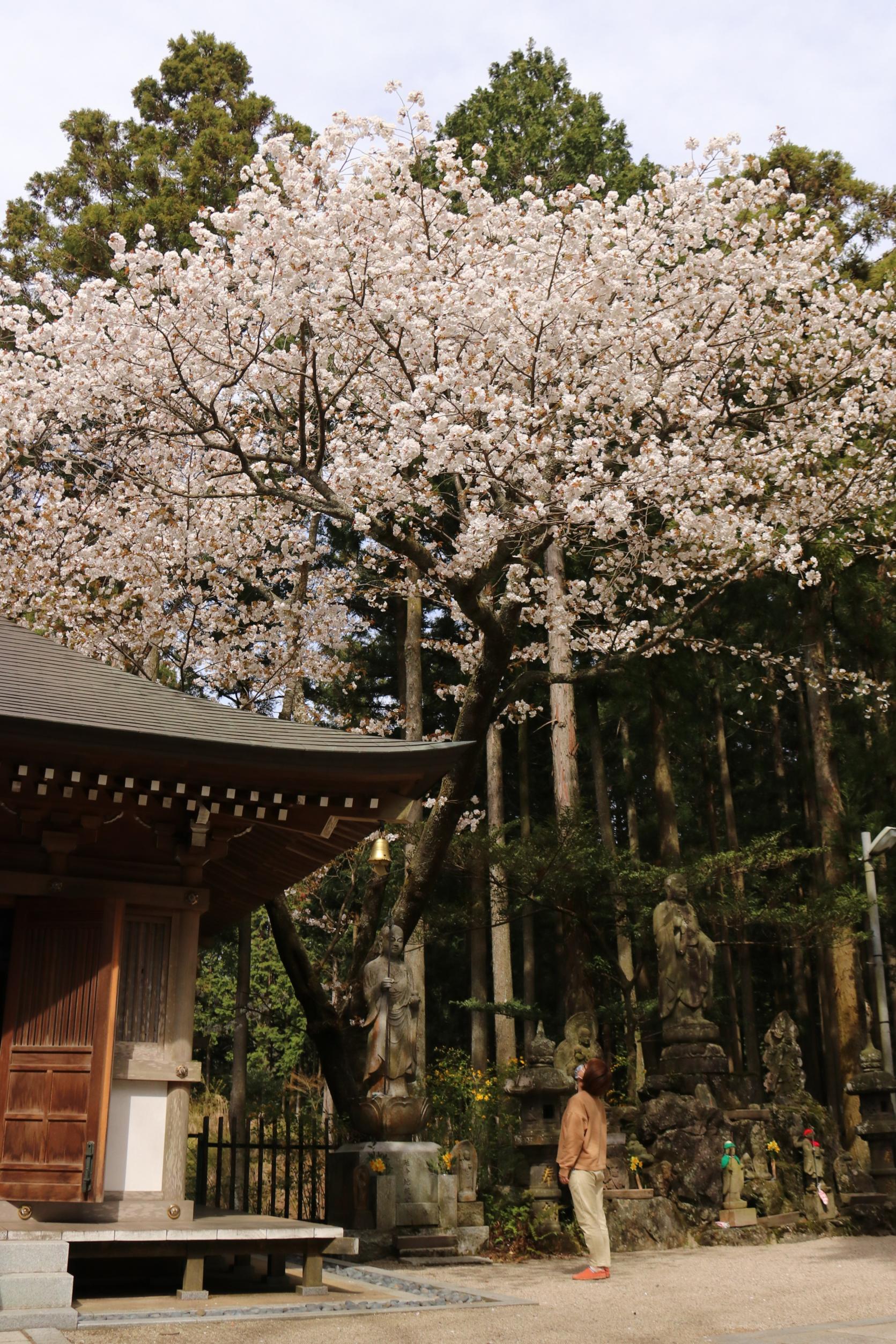 呑山観音寺の福聚桜-1