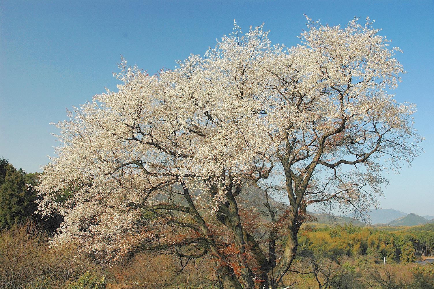 千女房桜