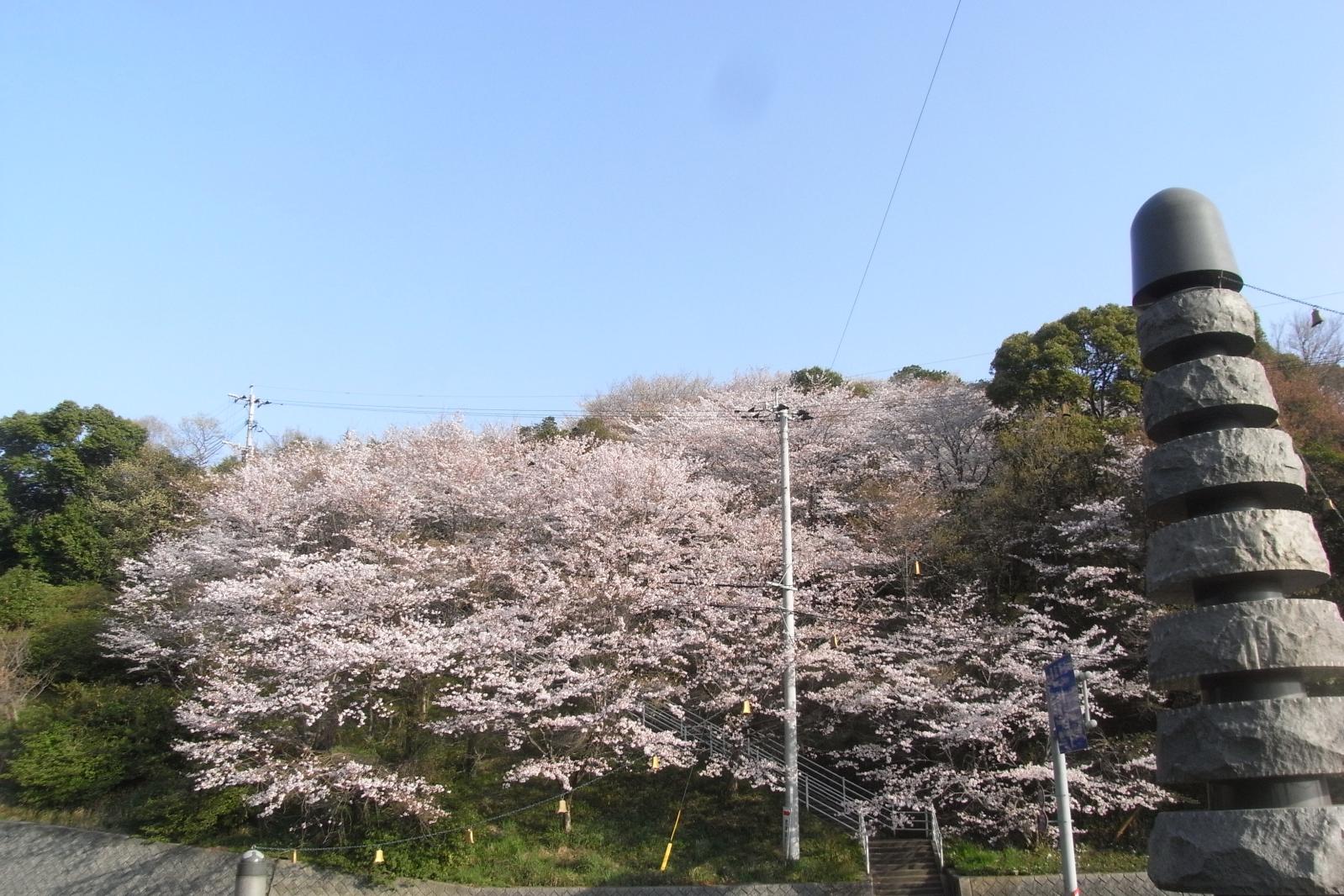 八景山自然公園の桜【みやこ町】-1