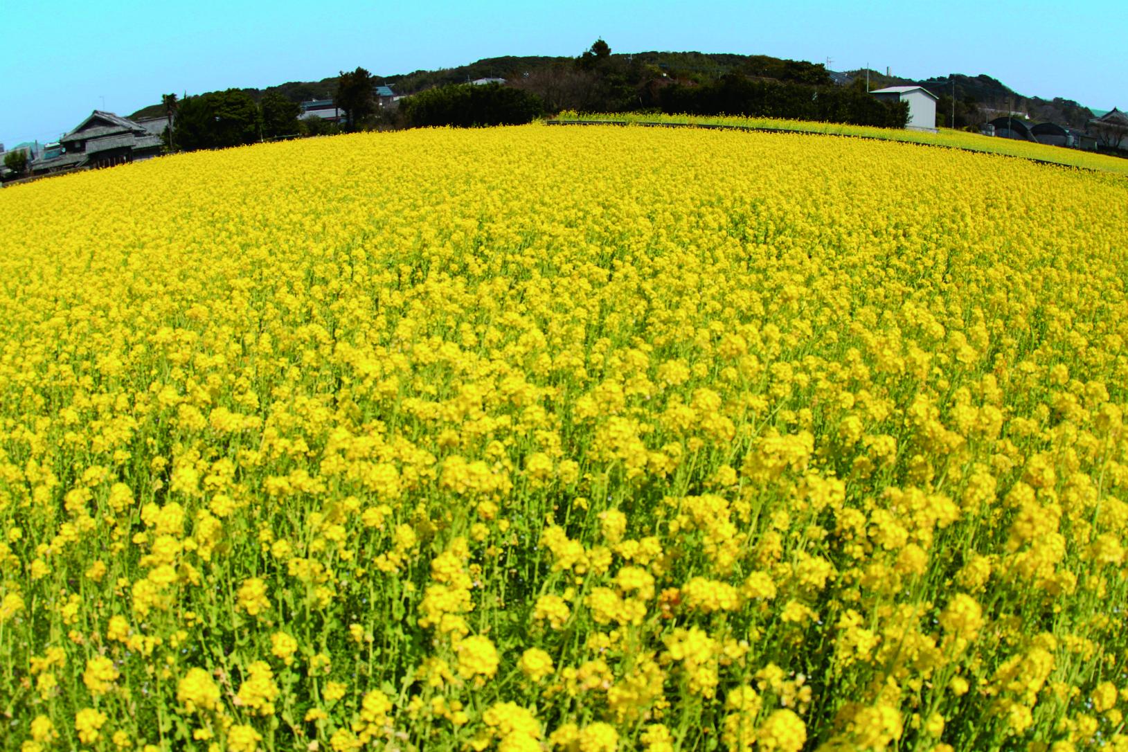 莚内の菜の花畑-0