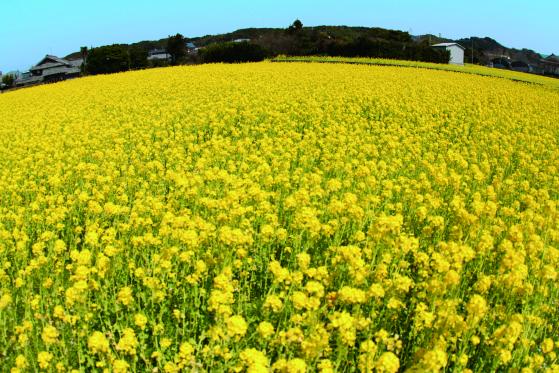 筵内の菜の花畑-0