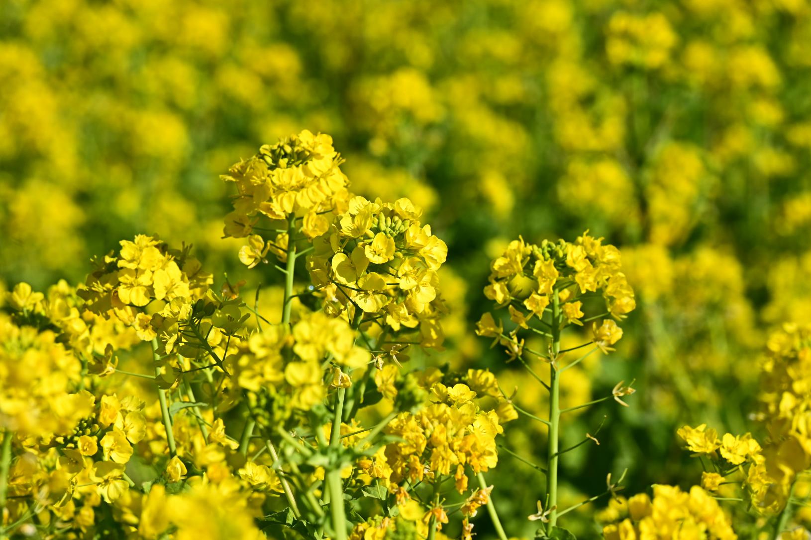 莚内の菜の花畑-2