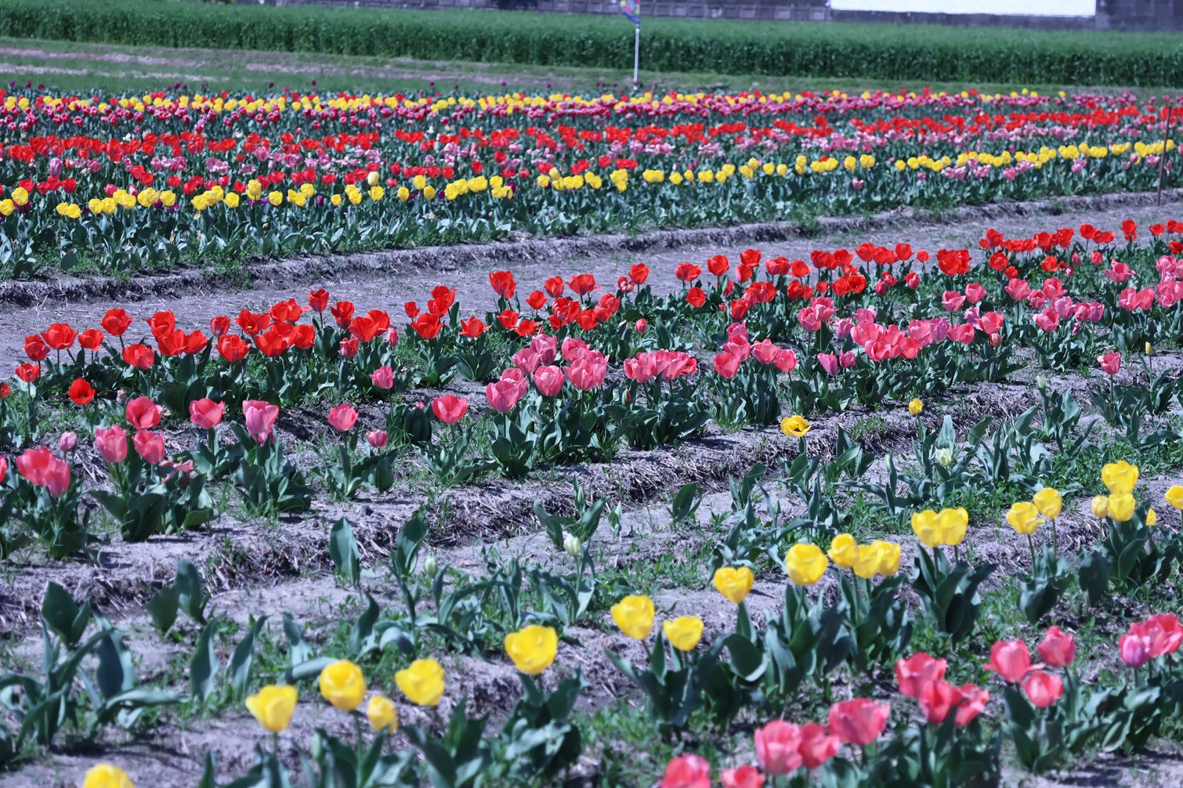 光行チューリップ園