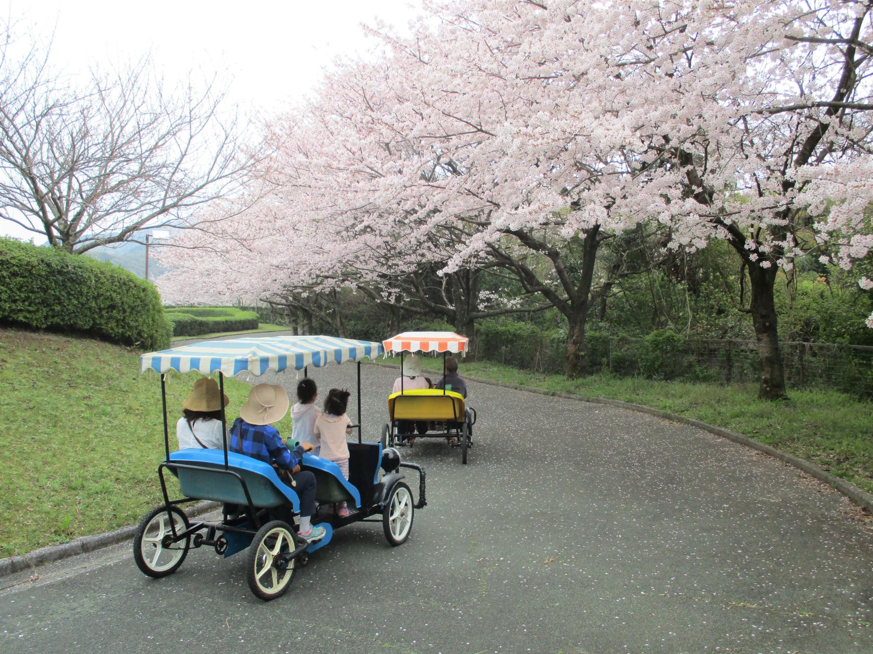 サイクルファミリーパーク　さくらまつり-1