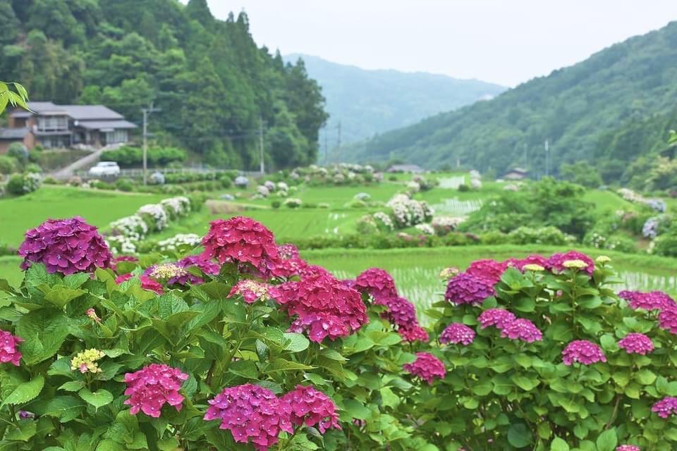 枝川内アジサイランド写真展